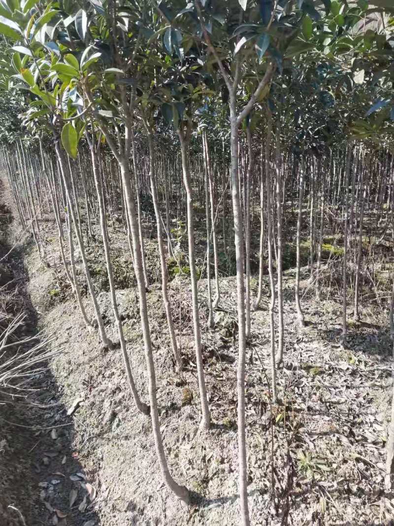 桂花树1-15公分苗圃自种货源充足死苗包赔技术指导