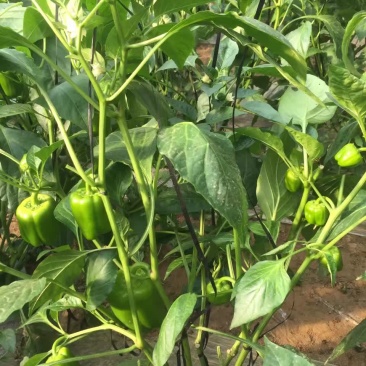 越冬圆椒苗甜椒苗五彩辣椒苗菜椒苗果肉厚产量高