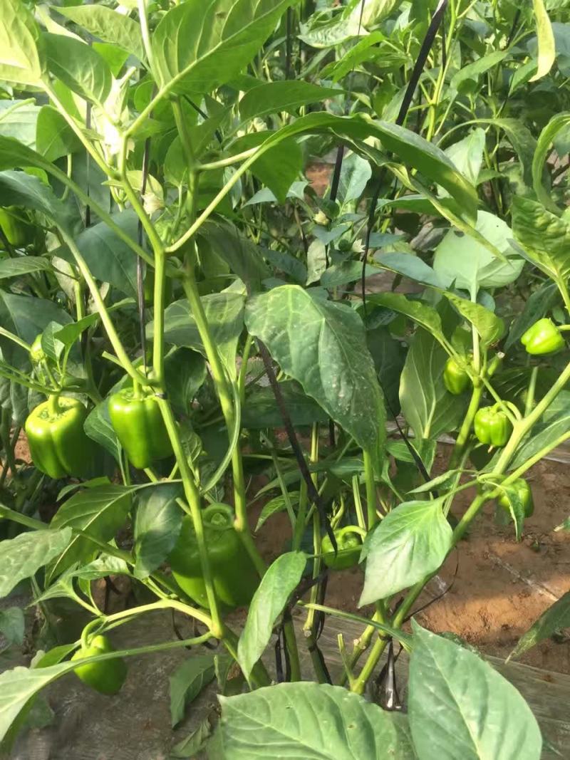 越冬圆椒苗甜椒苗五彩辣椒苗菜椒苗果肉厚产量高