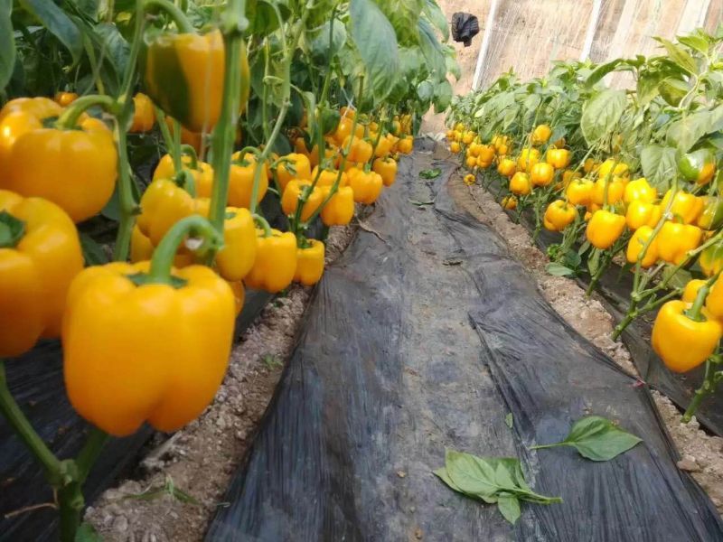 越冬圆椒苗甜椒苗五彩辣椒苗菜椒苗果肉厚产量高