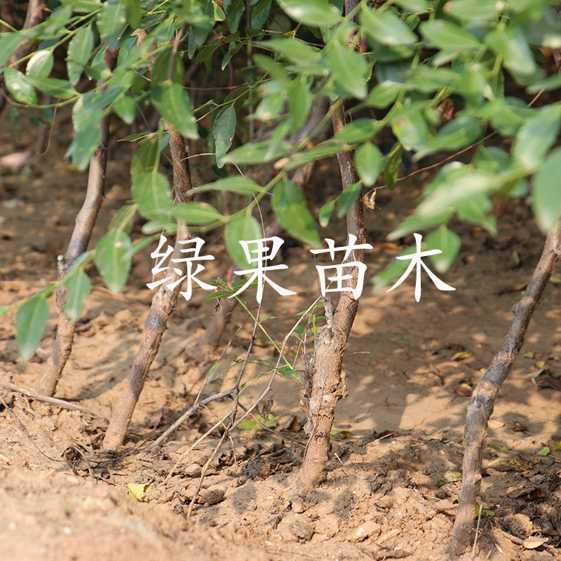 果树苗灵武长枣长红枣树苗鲜枣脆枣嫁接苗基地直销