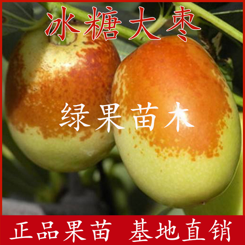 金丝蜜枣苗冰糖大枣无核四号果树苗果大如苹果枣