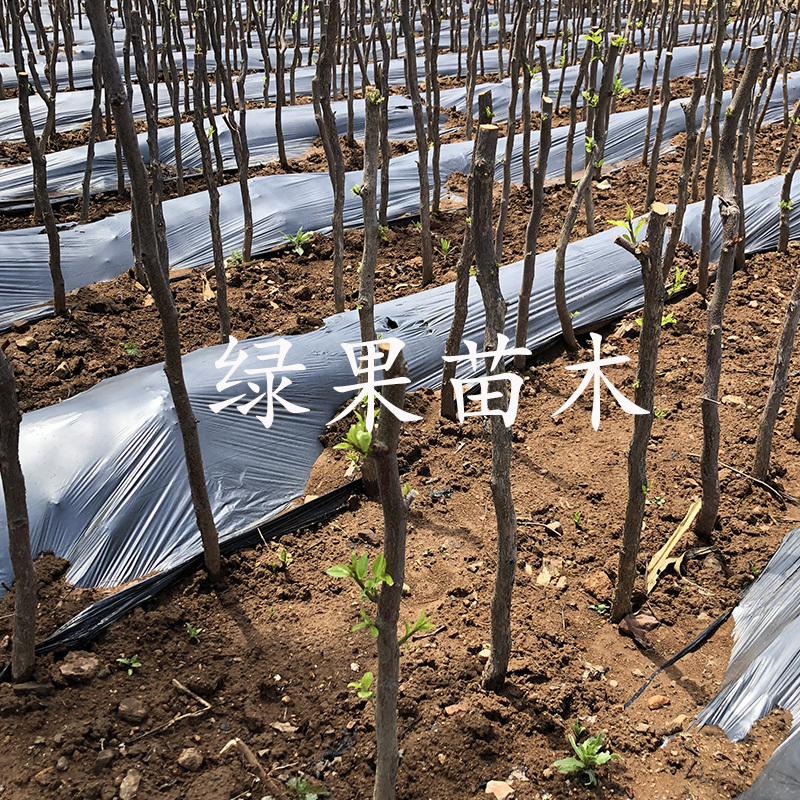 金丝蜜枣苗冰糖大枣无核四号果树苗果大如苹果枣
