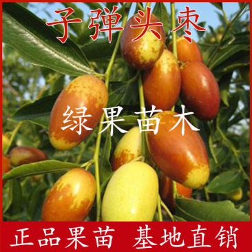 马牙枣月光枣苗子弹头枣树苗尖尖枣产量高基地直销