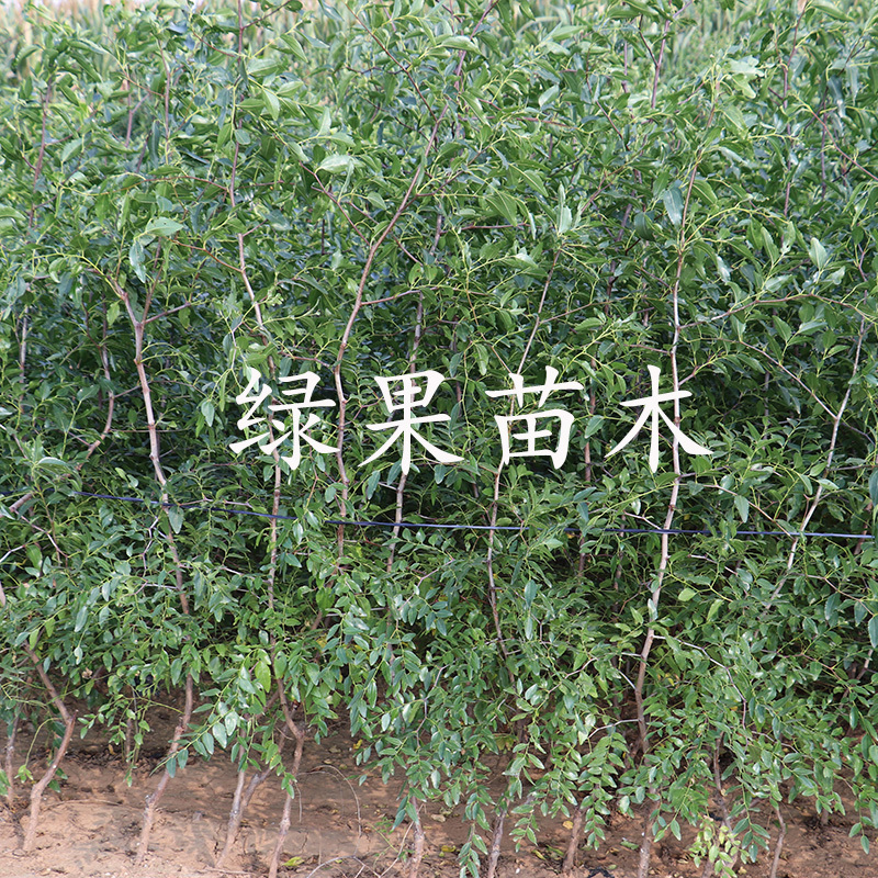 马牙枣月光枣苗子弹头枣树苗尖尖枣产量高基地直销