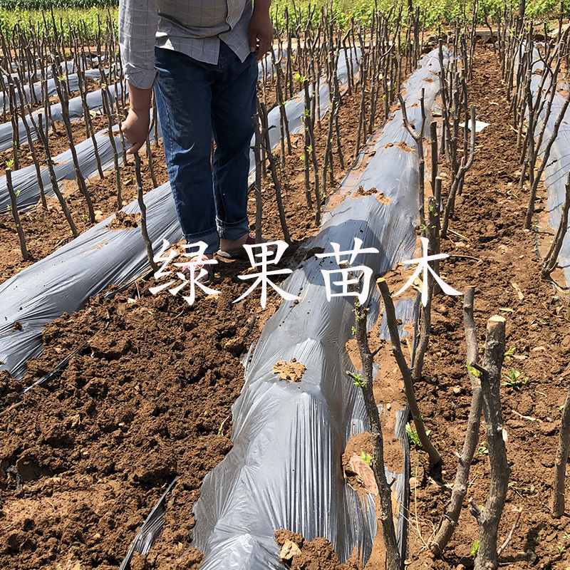 马牙枣月光枣苗子弹头枣树苗尖尖枣产量高基地直销