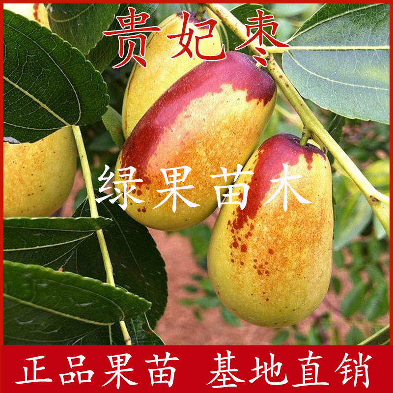 贵妃枣苗嫁接枣树苗品种纯正提供技术指导