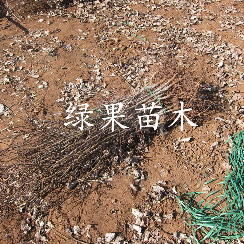 贵妃枣苗嫁接枣树苗品种纯正提供技术指导
