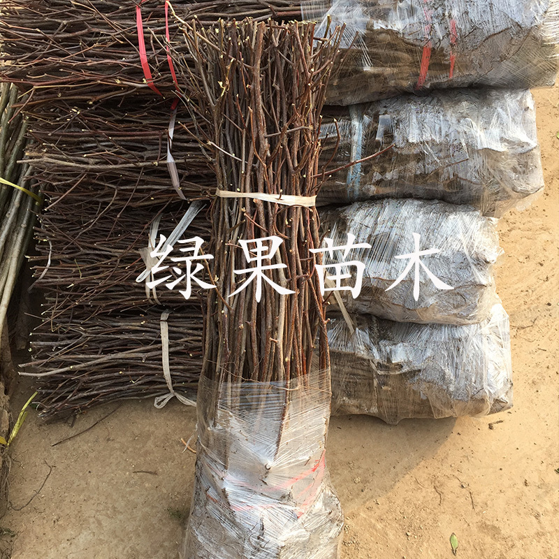 贵妃枣苗嫁接枣树苗品种纯正提供技术指导
