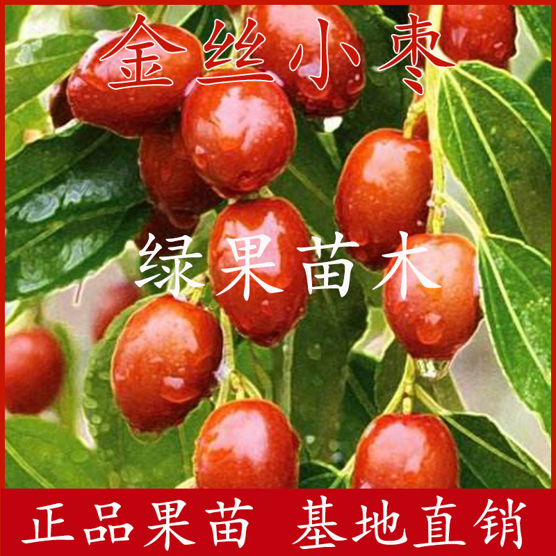 金丝小枣苗冬枣苗蟠枣树苗脆甜蜜枣苗南北方种植