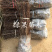 金丝小枣苗冬枣苗蟠枣树苗脆甜蜜枣苗南北方种植
