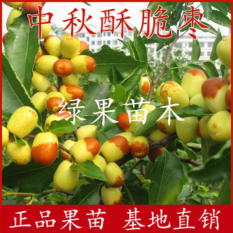中秋酥脆枣苗嫁接枣树苗南方北方种植当年结果包邮