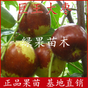 巨王大枣苗大果甜蜜枣南方北方种植基地直销品种纯正