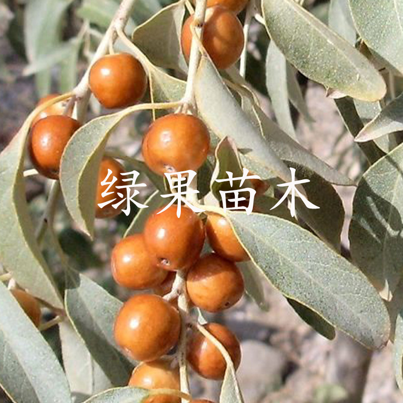 新疆沙枣苗沙枣树苗嫁接枣苗基地果苗提供技术指导