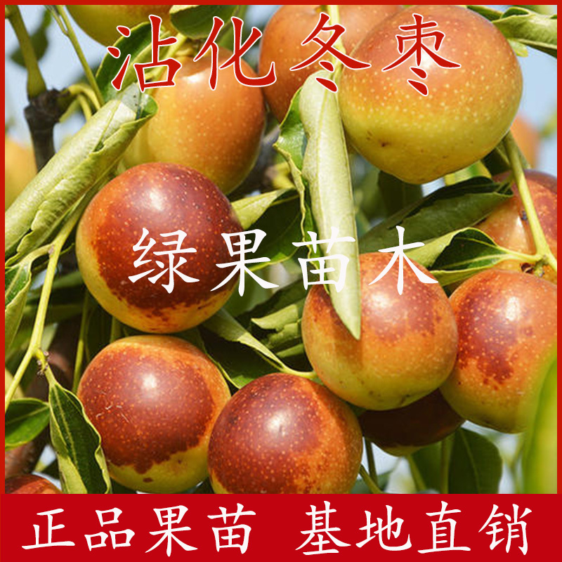 冬枣树苗山东沾化冬枣苗新品2代果大脆甜包纯度赠技术