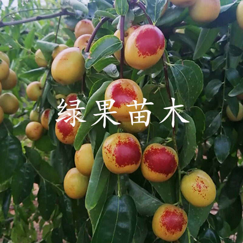 冬枣树苗山东沾化冬枣苗新品2代果大脆甜包纯度赠技术