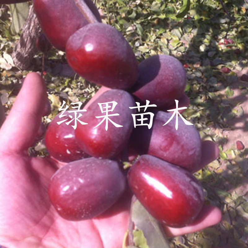 新疆哈密大枣苗和田玉枣苗鸡蛋枣苗基地直销技术指导