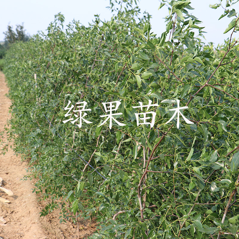 新疆哈密大枣苗和田玉枣苗鸡蛋枣苗基地直销技术指导
