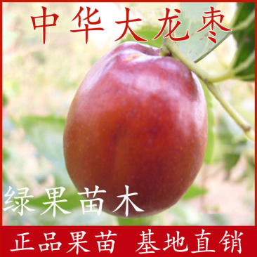 中华大龙枣苗嫁接枣树苗基地直销南方北方种植当年结果