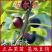 波尔多无花果苗基地直销南方北方种植当年结果包邮