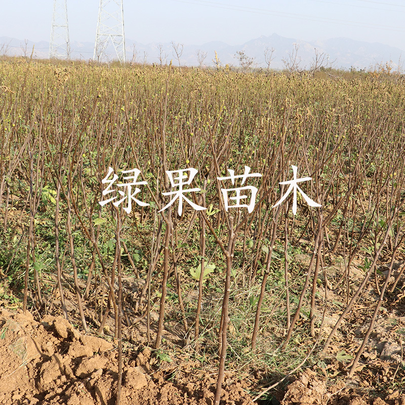 波尔多无花果苗基地直销南方北方种植当年结果包邮