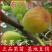 布兰瑞克无花果苗当年结果盆栽地栽南方北方种植包邮