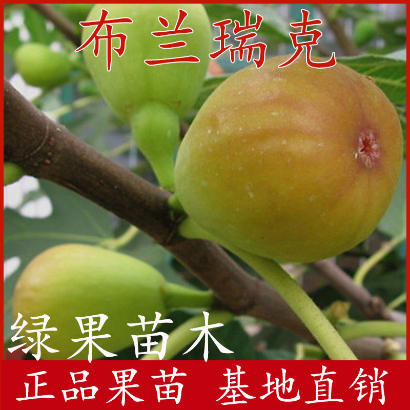 布兰瑞克无花果苗当年结果盆栽地栽南方北方种植包邮