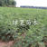 芭劳奈无花果苗八月成熟大果基地直销南方北方种植