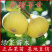 新疆早黄无花果苗早熟抗寒无花果苗盆栽地栽当年结果