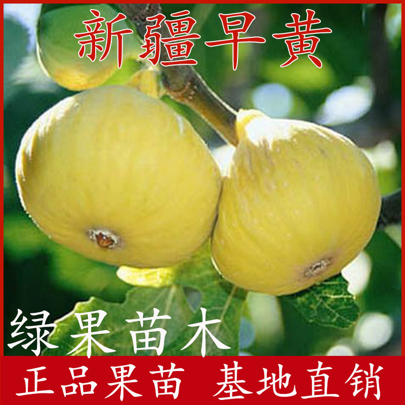 新疆早黄无花果苗早熟抗寒无花果苗盆栽地栽当年结果