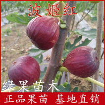 无花果树苗波姬红无花果苗基地直销包品种提供技术指导