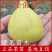 无花果苗波姬红金傲芬紫果布兰瑞克盆栽地栽基地直销