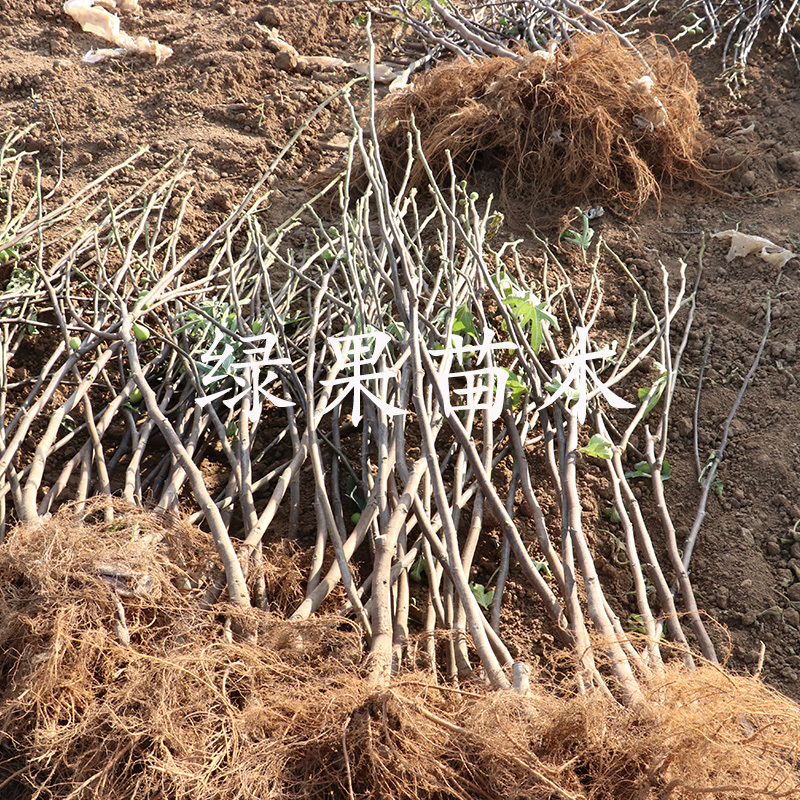 无花果苗波姬红金傲芬紫果布兰瑞克盆栽地栽基地直销