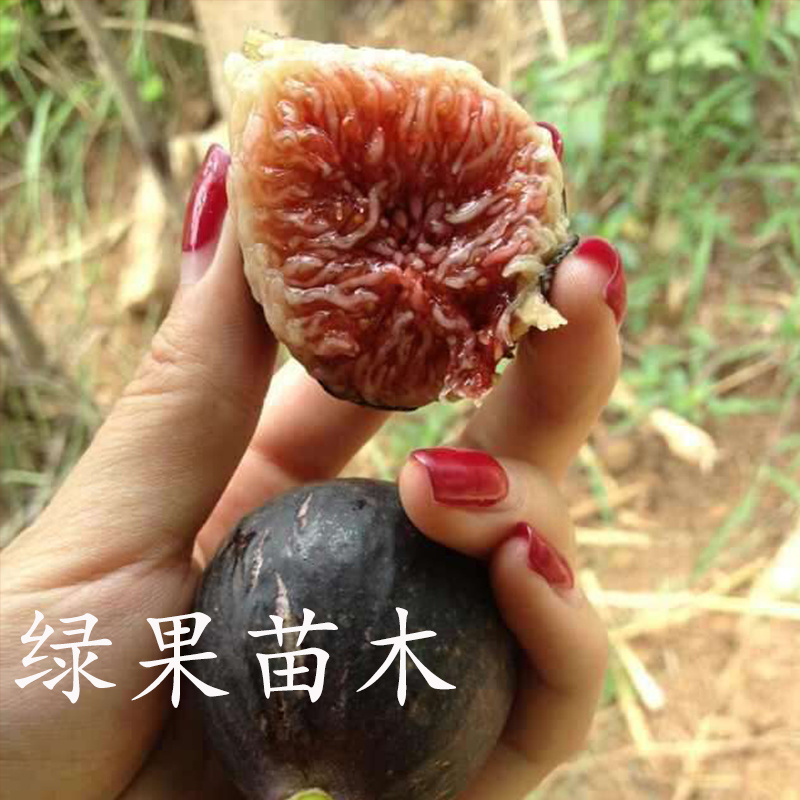 加州黑无花果苗盆栽地栽当年结果基地直销品种保证