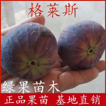 水蜜桃无花果树苗格莱斯无花果苗盆栽地栽当年结果包邮