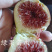 水蜜桃无花果树苗格莱斯无花果苗盆栽地栽当年结果包邮