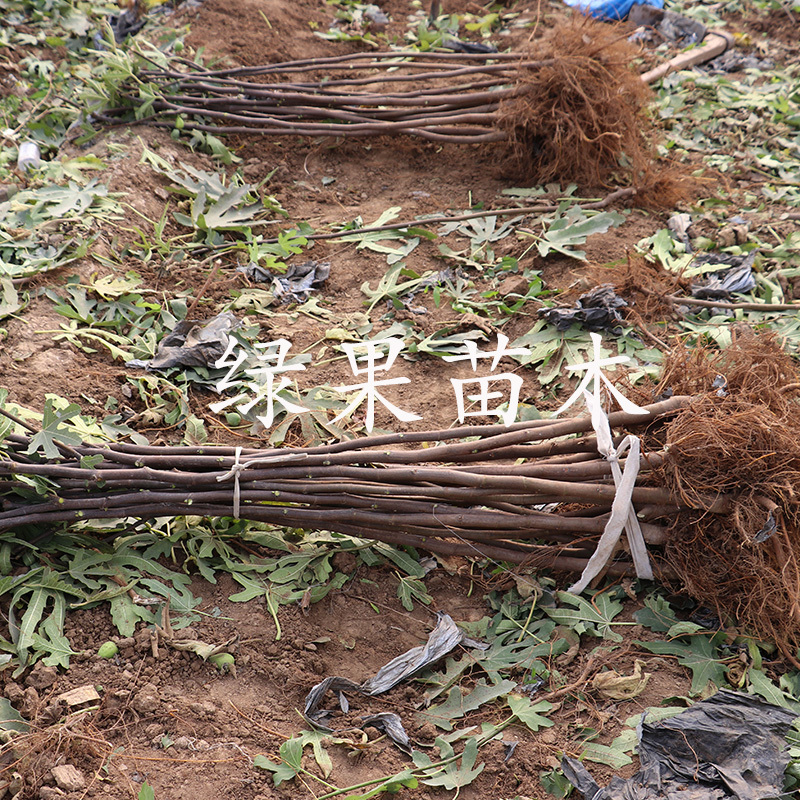 水蜜桃无花果树苗格莱斯无花果苗盆栽地栽当年结果包邮
