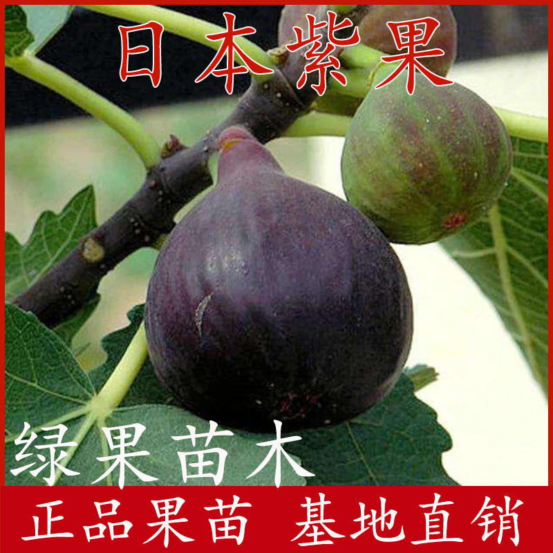 日本紫果无花果苗基地直销品种纯正量大优惠包邮