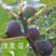 日本紫果无花果苗基地直销品种纯正量大优惠包邮