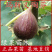 紫皮无花果树苗玛斯义陶芬无花果苗基地直销当年结果