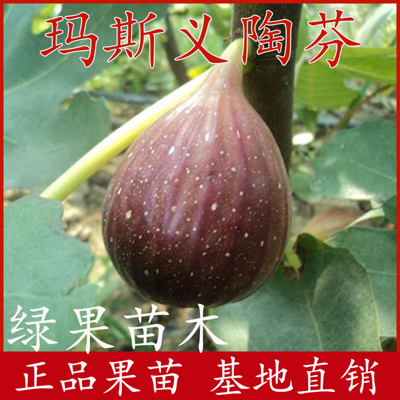 紫皮无花果树苗玛斯义陶芬无花果苗基地直销当年结果