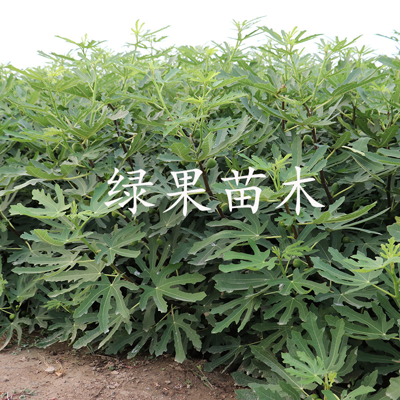 紫皮无花果树苗玛斯义陶芬无花果苗基地直销当年结果