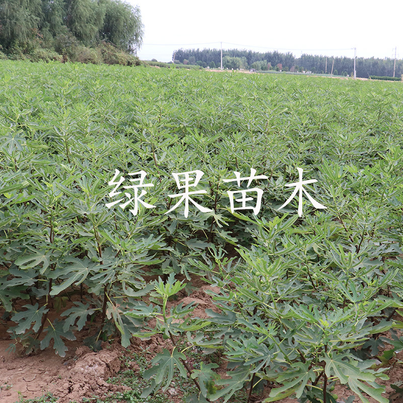紫皮无花果树苗玛斯义陶芬无花果苗基地直销当年结果