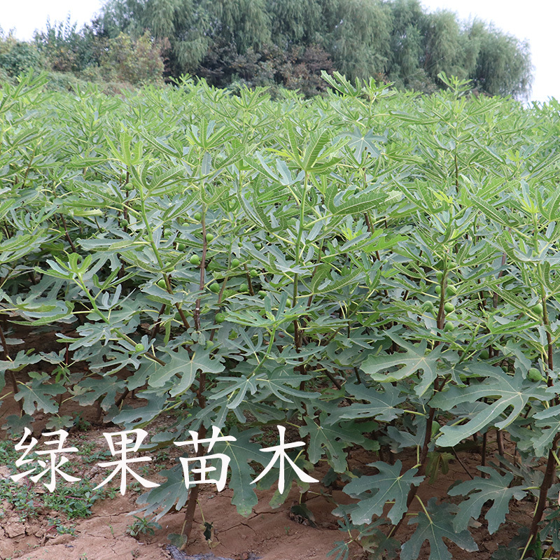 紫皮无花果树苗玛斯义陶芬无花果苗基地直销当年结果