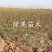 紫皮无花果树苗玛斯义陶芬无花果苗基地直销当年结果