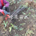 紫皮无花果树苗玛斯义陶芬无花果苗基地直销当年结果