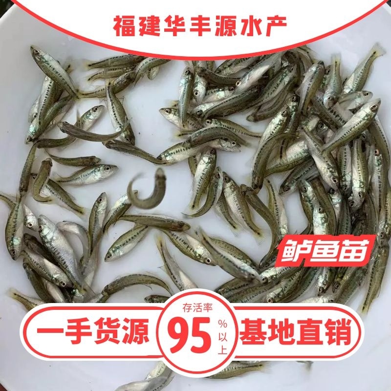 鲈鱼苗批发产地直销一手货源齐规格低价格