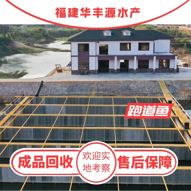 鲈鱼苗批发产地直销一手货源齐规格低价格