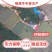 鲈鱼苗批发产地直销一手货源齐规格低价格