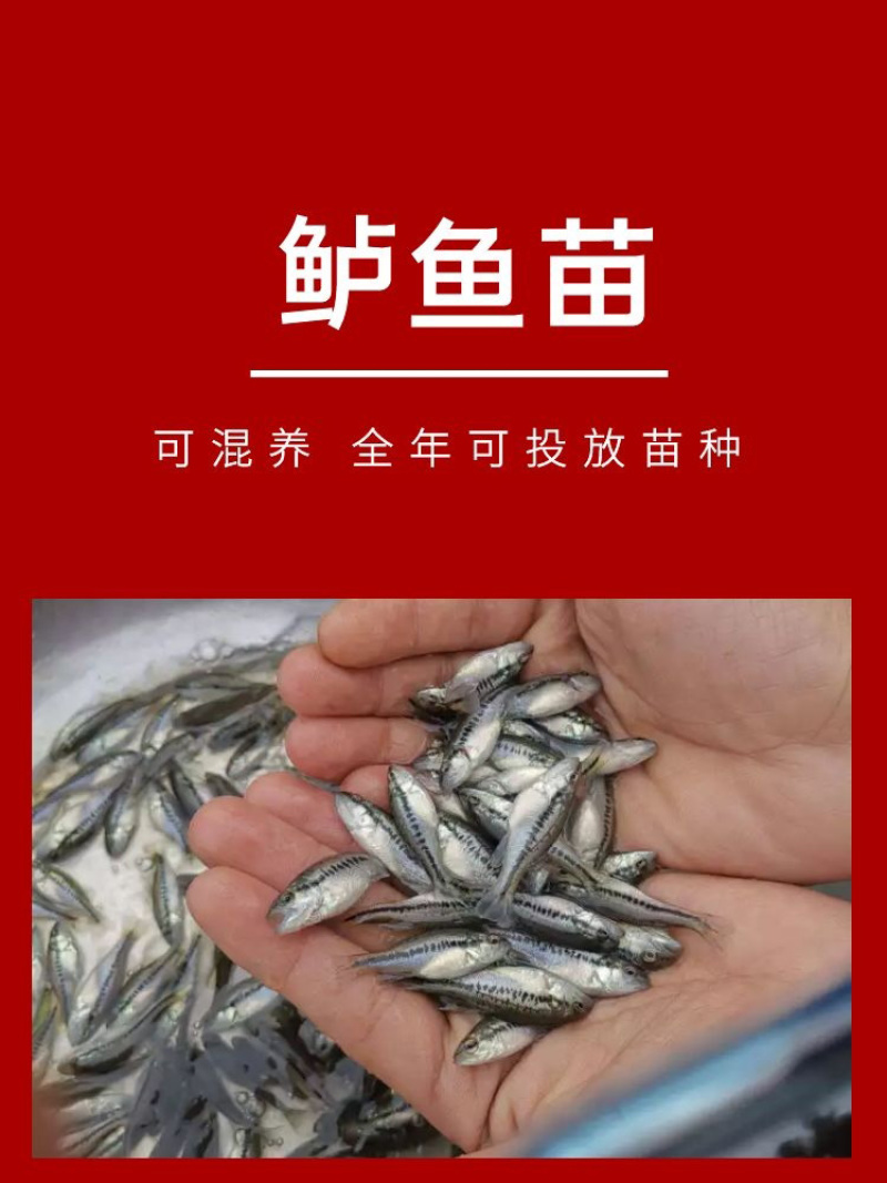 鲈鱼苗批发产地直销一手货源齐规格低价格